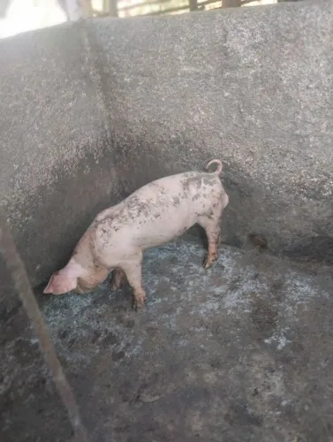 Vendo leitão 4 pernil 