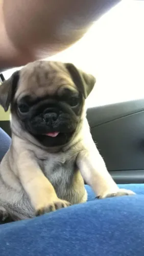 Filhote de Pug adorável alegres ?