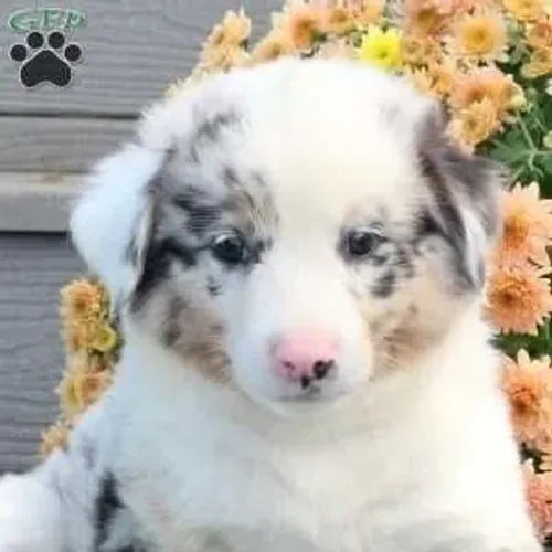 ?O Border Collie não ajuda só nas fotos ? ajuda também a derreter corações.? ?