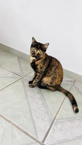 Gata fêmea doação responsável Urgente