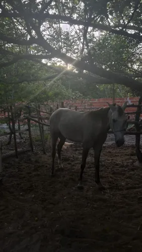 Cavalo a venda