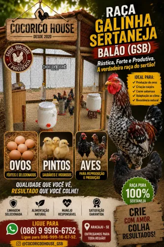 Galinha Sertaneja Balão