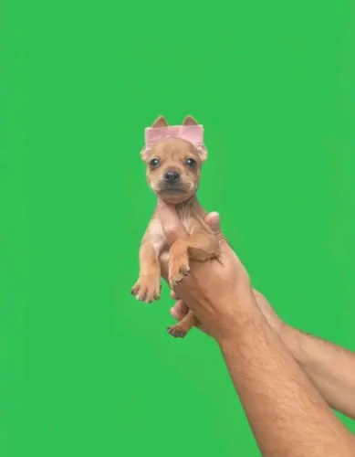Filhotes Pinscher