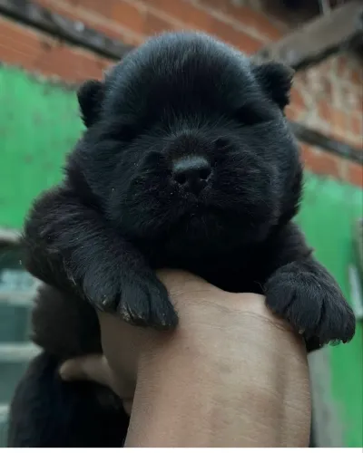 Chow chow