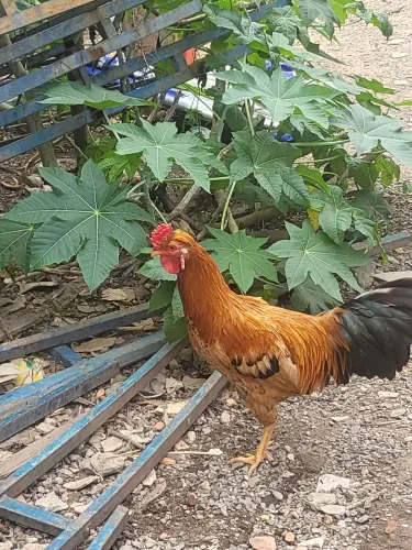 Galo ondio laranja 