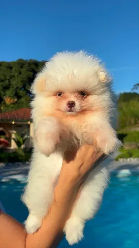 Lulu da pomerania anao