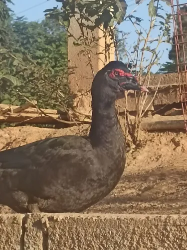 VENDO PATO macho/fêmea