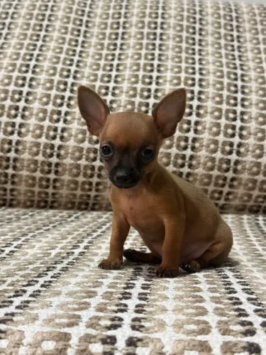 Pinscher zero fêmea e macho