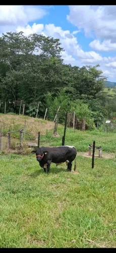 Mini boi.