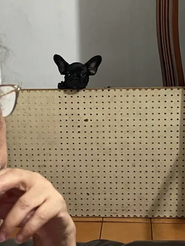 Buldogue francês 