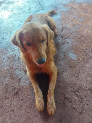 GOLDEN PEDIGREE (procuro namorada)