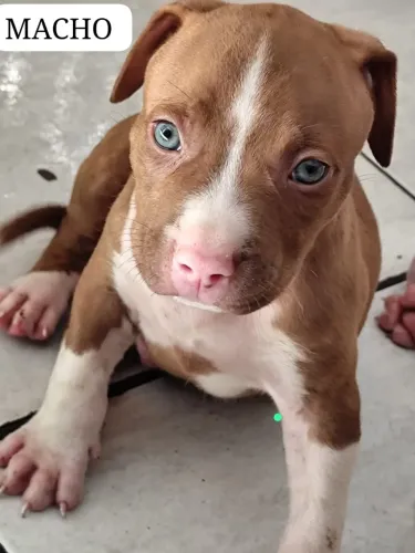 Filhotes de Pitbull disponível 