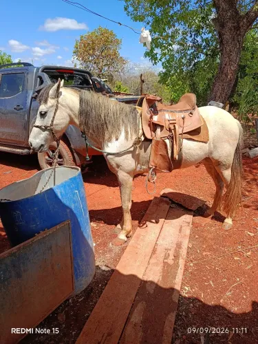 Cavalo a venda