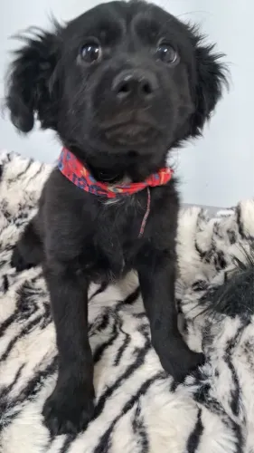 Doa-se cachorros filhotes machos já castrados porte pequeno 