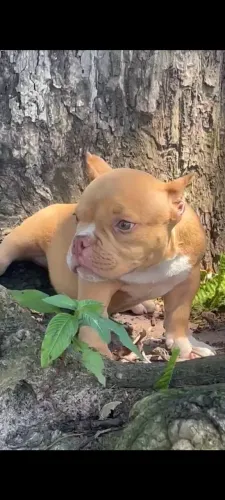 American Bully micro auto padrão 