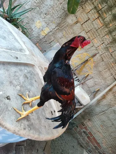Vendo 
