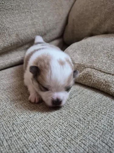 Filhote de Lulu da pomerânia 