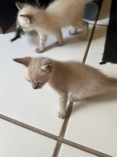 Gatos para adoção