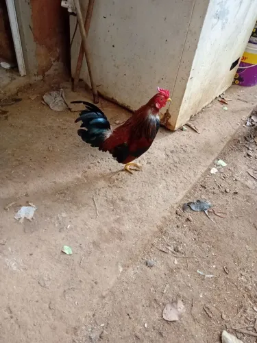 Galinha garnizé
