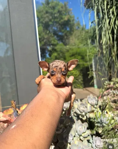 Pinscher miniatura merlim macho e fêmea 