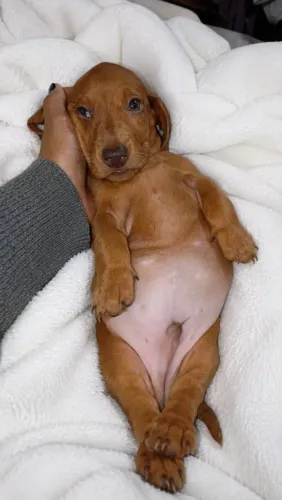 Vendo filhotes dachshund 