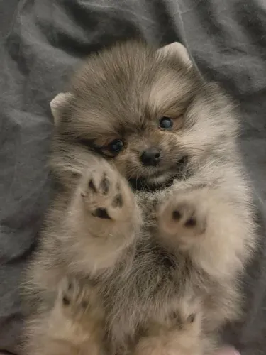 Lulu da Pomerânia muito dócil