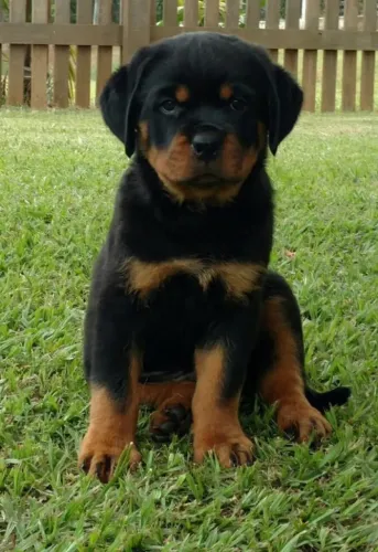Rottweiler Filhotes | Confiança e Lealdade Desde Filhote