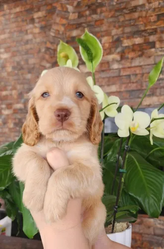 Simplesmente Maravilhosos!! Golden Com Pedigree. 