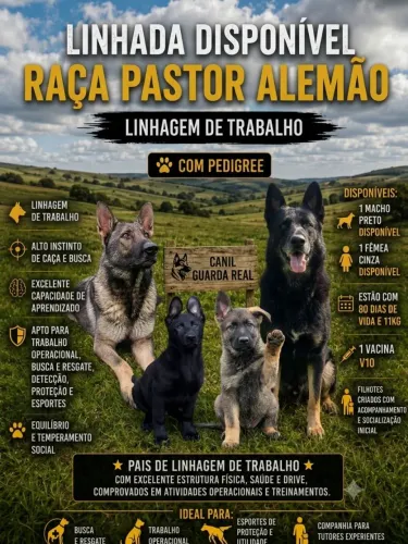 Filhote Pastor Alemão de Trabalho Puro Genética Qualidade Garantia de Saúde 