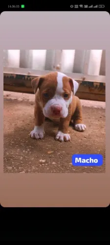 Pit Bull american terrier 