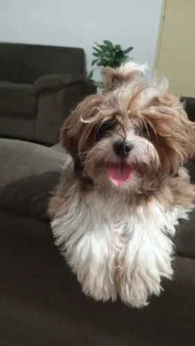 Shitzu a venda no bairro jabotiana em aracaju-SE 700,00 pra vender rápido 