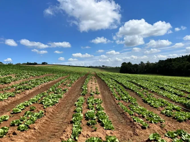 FAZENDA EM PIEDADE-SP  30 ALQUEIRES | COMPLETA, PRODUTIVA E COM EXCELENTE ACESSO