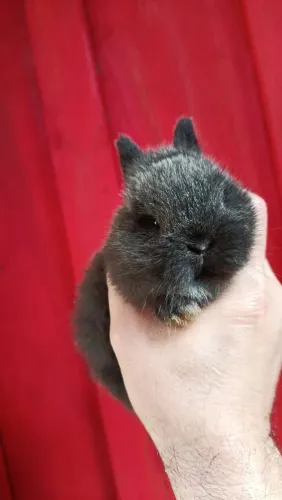 coelho anão top raça netherland dwarf puros