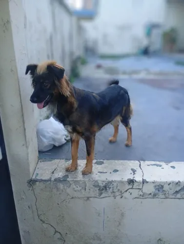 Cadela para Adoção 