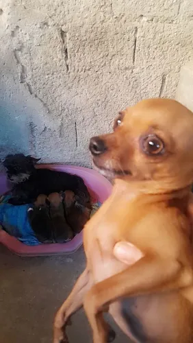 Cachorro pinther 