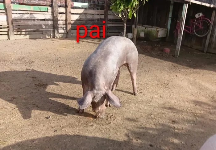 Vendo dois porcos