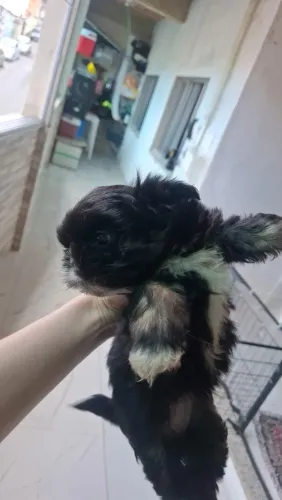 Filhote de Shih Tzu à venda