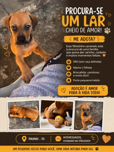 Doar um cachorro 
