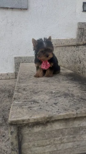 Lindo filhote Yorkshire miniatura macho, CONFIRA