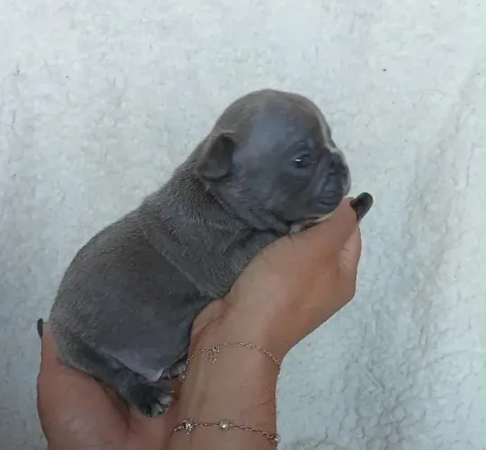Bulldog francês Blue