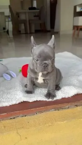 Bulldog frances blue filhotes