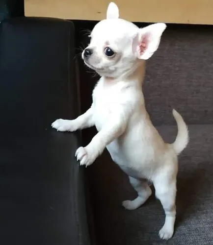 Chihuahua pelo longo e pelo curto, fêmeas e machinhos a pronta entrega
