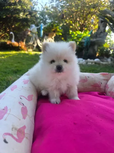Spitz alemao 