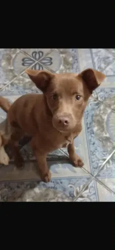 Labrador fêmea