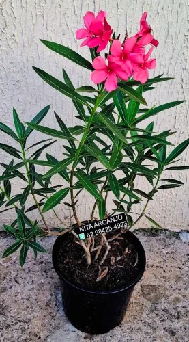 Lindas plantas a vendas.
