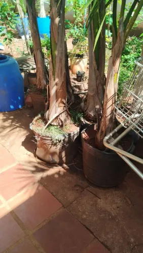 Vendo 12 palmeiras imperiais com 04metros estão bem copadas 350,00 cada uma