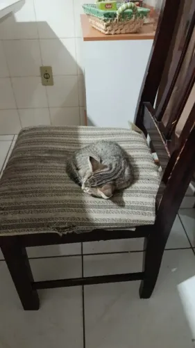 Doação de gato