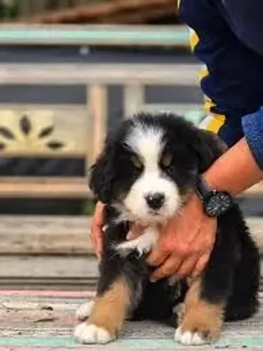 Bernese Mountain  filhotes 