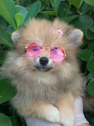 Fêmea de lulu da Pomerânia