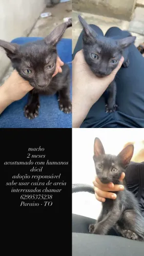 adoção responsável 